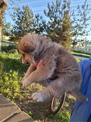 Akita Inu de vânzare Mascul - imagine 3