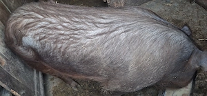 Vand purcea duroc  - imagine 2