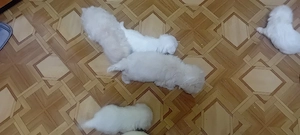 căței bishon maltez 