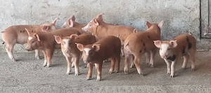 Purcei duroc