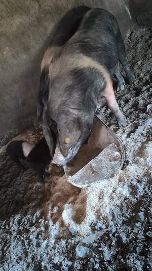 Scroafă bazna cu purcei 