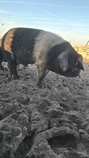 Vier bazna castrat - imagine 2