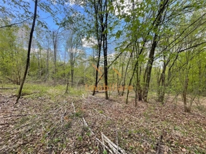 TEREN EXTRAVILAN | 103.000mp | BALANACA-GROSI | PASUNE | PASUNE IMPADURITA | BIHOR - imagine 5