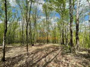 TEREN EXTRAVILAN | 103.000mp | BALANACA-GROSI | PASUNE | PASUNE IMPADURITA | BIHOR - imagine 6