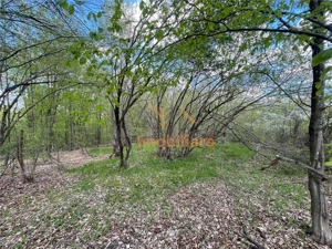 TEREN EXTRAVILAN | 103.000mp | BALANACA-GROSI | PASUNE | PASUNE IMPADURITA | BIHOR - imagine 4