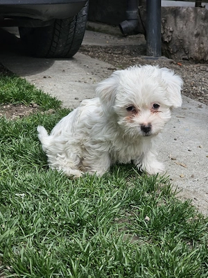 Vând pui Bichon  - imagine 3