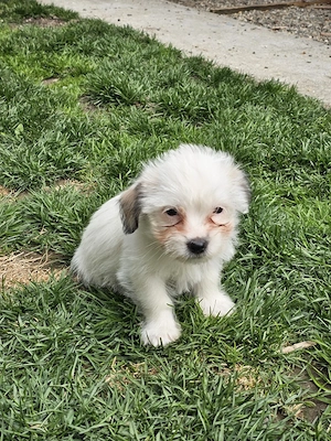 Vând pui Bichon  - imagine 3