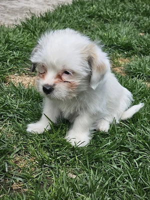 Vând pui Bichon 
