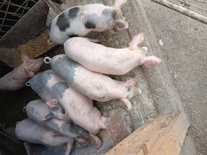 Vand purcei - imagine 4