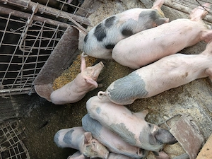 Vand purcei - imagine 2