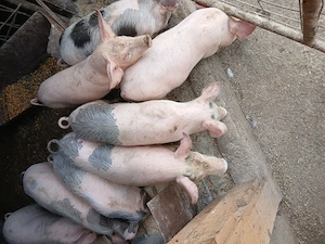 Vand purcei - imagine 3