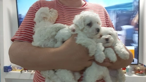 Bichon frise de vanzare - imagine 3