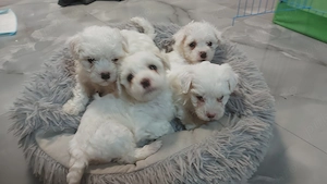 Bichon frise de vanzare - imagine 4