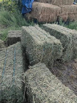 Baloti de lucerna de vanzare