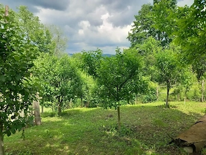 Vanzare teren si casa - imagine 4
