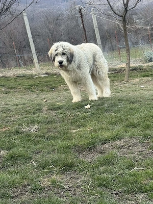 Vând 2 femele ciobănesc mioritic   - imagine 3