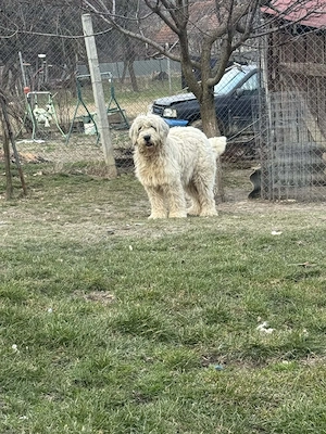 Vând 2 femele ciobănesc mioritic   - imagine 2