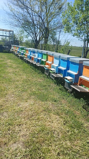 polen crud poliflor - imagine 3