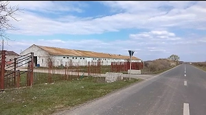 Teren intravilan de 16575 mp cu magazie de cereale si bucatarie furajeră, în Sintea Mare, județul Ar