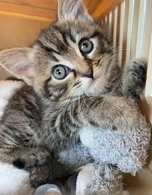 British shorthair brown - imagine 2