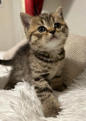 British shorthair brown
