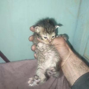 Animale de companie  - imagine 2