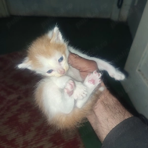 Animale de companie  - imagine 3