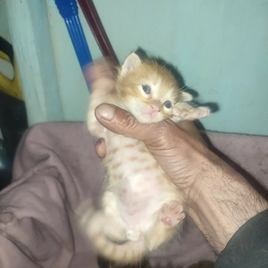 Animale de companie  - imagine 4