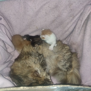 Animale de companie  - imagine 5