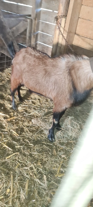 țap 75%anglo nubian  - imagine 2