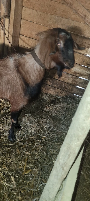 țap 75%anglo nubian  - imagine 3