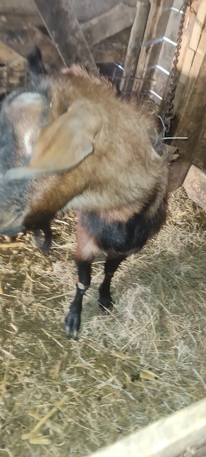 țap 75%anglo nubian 