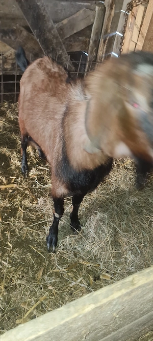 țap 75%anglo nubian  - imagine 4