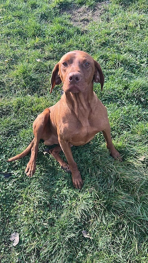 Mascul și femelă Viszla Maghiara 