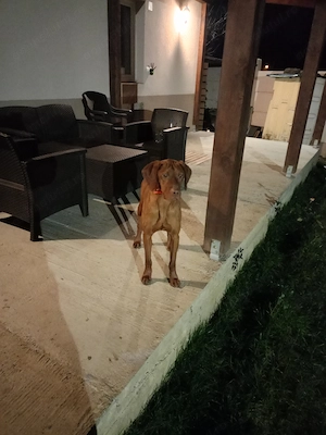 Mascul Viszla Maghiara  - imagine 2