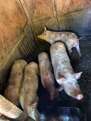 Vând purcei diferite greutăți  - imagine 3