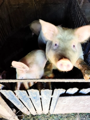 Vând purcei diferite greutăți 