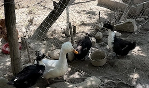 Oua pentru eclozat de  la rate românești motate