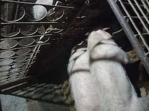 Vand porci 100 de kg - imagine 2