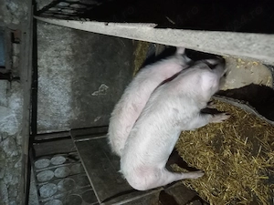 Vand porci 100 de kg