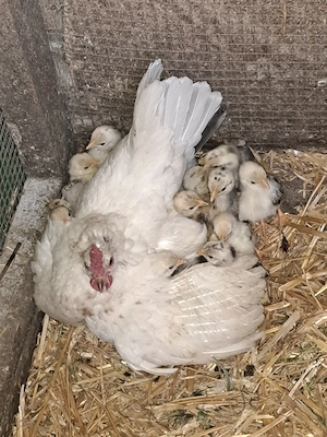 Pui pitici(iopani) - imagine 2