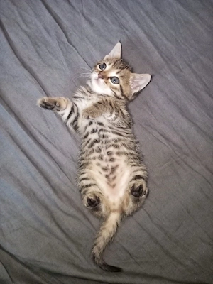 American Shorthair  - imagine 3