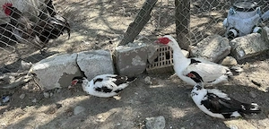 oua pentru eclozat de la rate lesesti mute