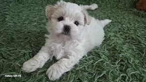 Vând cățeluș Bichon Maltez mini, în vârstă de 7 săptămâni - imagine 3