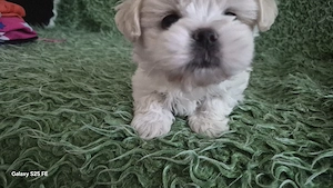Vând cățeluș Bichon Maltez mini, în vârstă de 7 săptămâni - imagine 2