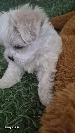 Vând cățeluș Bichon Maltez mini, în vârstă de 7 săptămâni - imagine 4