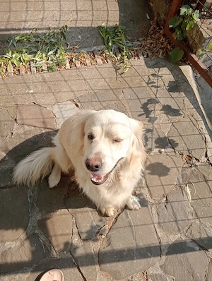 golden retriever  - imagine 2