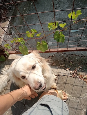 golden retriever  - imagine 3
