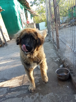 Caucazian femela - imagine 4