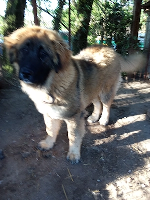 Caucazian femela - imagine 3